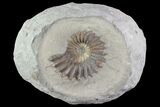 Ammonite (Pleuroceras) Fossil - Burgebrach, Germany #77239-1